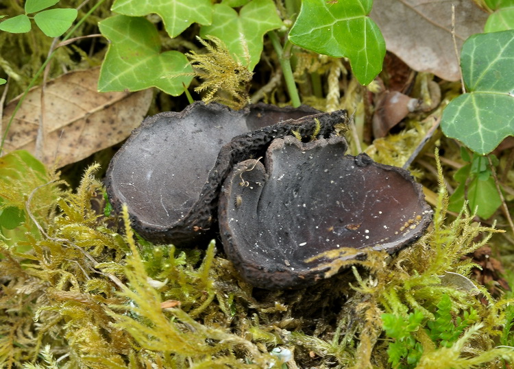 Un Ascomycetes particolare - Plectania sp.